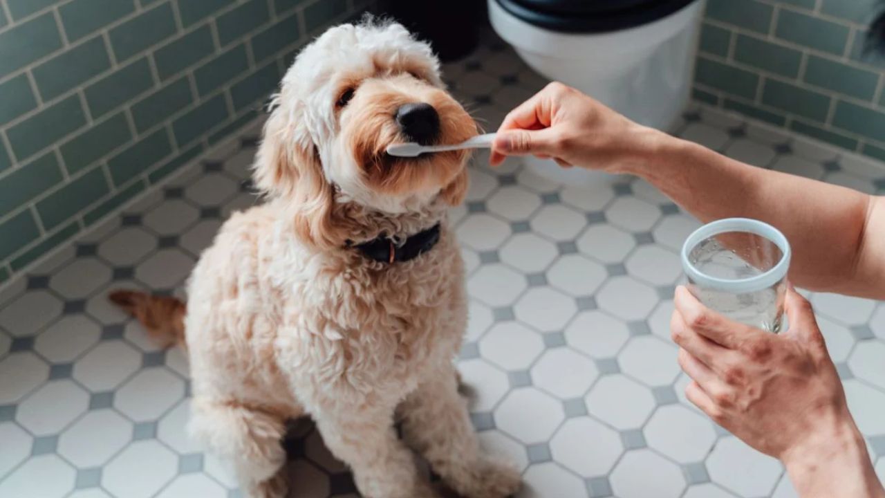 Why Custom Pet Toothpaste is Revolutionizing Oral Care for Pets